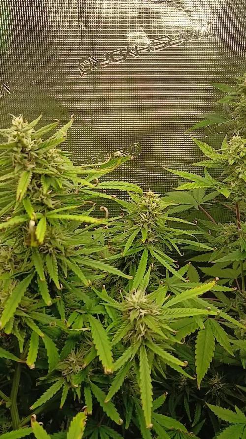 #6. Z-up Fast Buds ts600 DWC