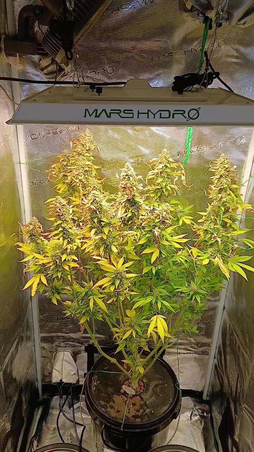 #5. Frostbanger Fast Buds