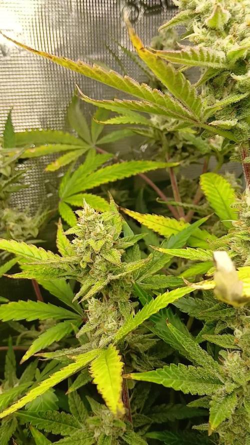 #8. Apple Strudel  Fast Buds