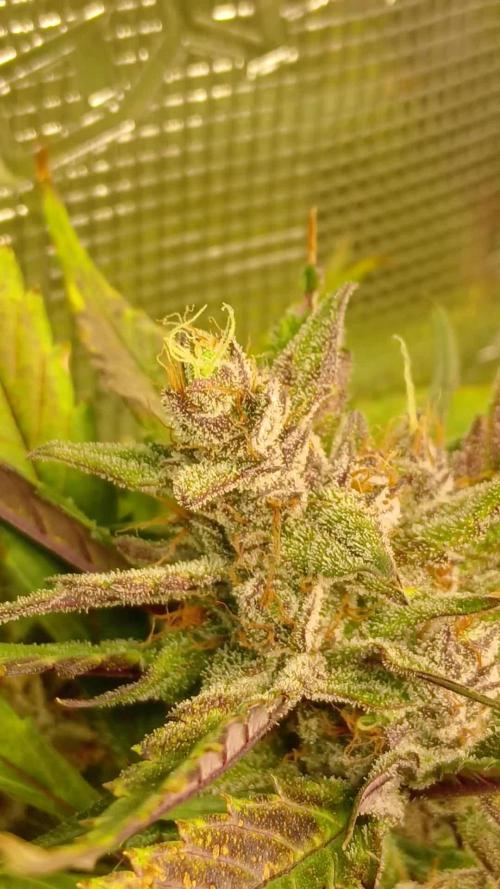 #7. Guava Auto Fast Buds