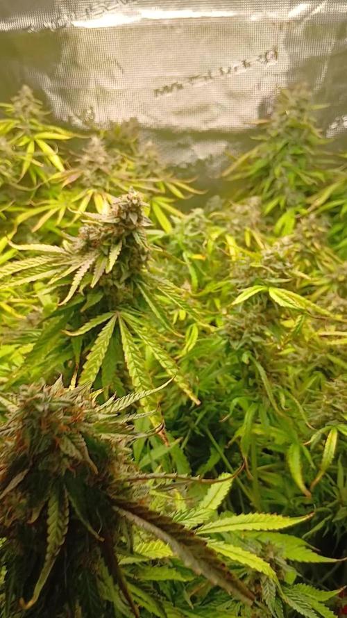 #4. Pineapple 🍍 Express F1 DWC TS1000