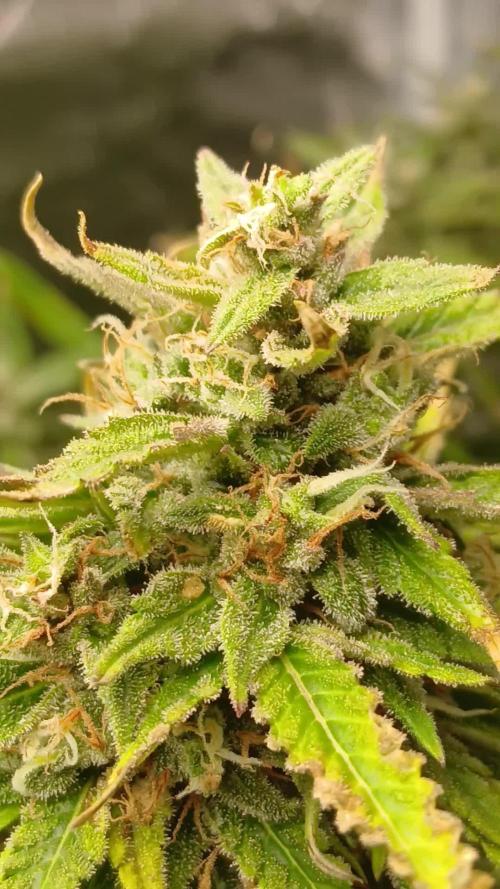 #6. Z-up Fast Buds ts600 DWC
