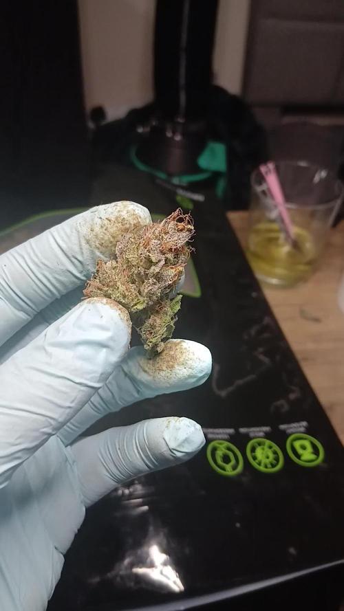 #7. Guava Auto Fast Buds