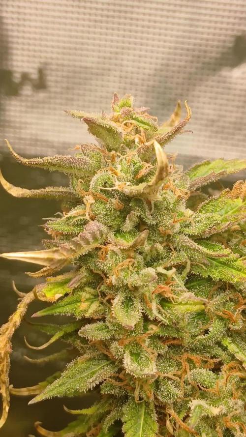 #6. Z-up Fast Buds ts600 DWC