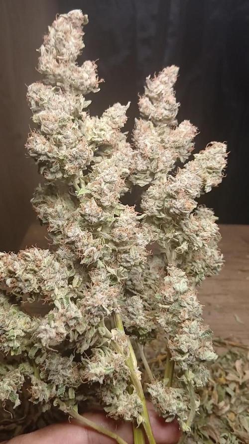 #4. Pineapple 🍍 Express F1 DWC TS1000