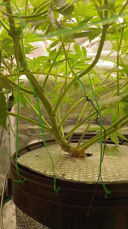 #10. Gorilla Runtz Seedsman