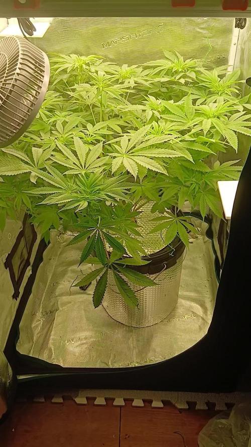 #10. Gorilla Runtz Seedsman