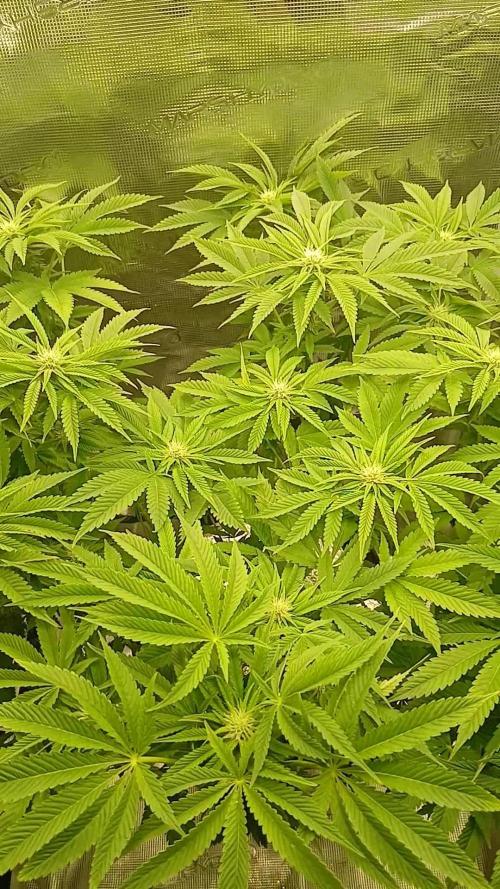 #10. Gorilla Runtz Seedsman