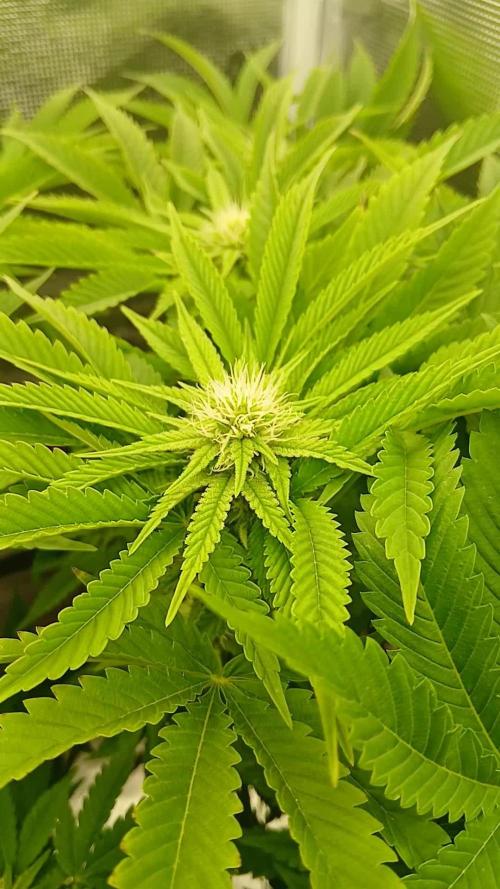 #10. Gorilla Runtz Seedsman