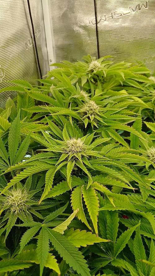 #10. Gorilla Runtz Seedsman