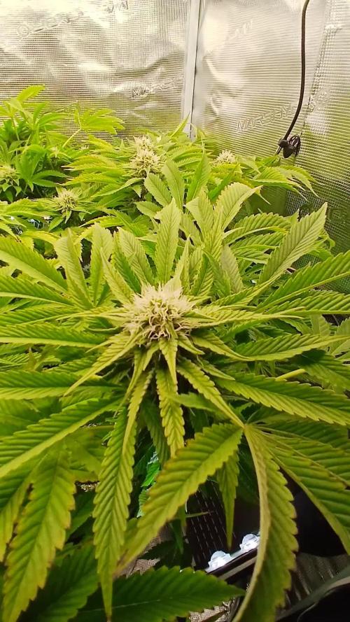 #10. Gorilla Runtz Seedsman