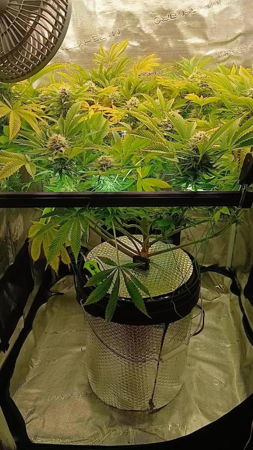 #10. Gorilla Runtz Seedsman