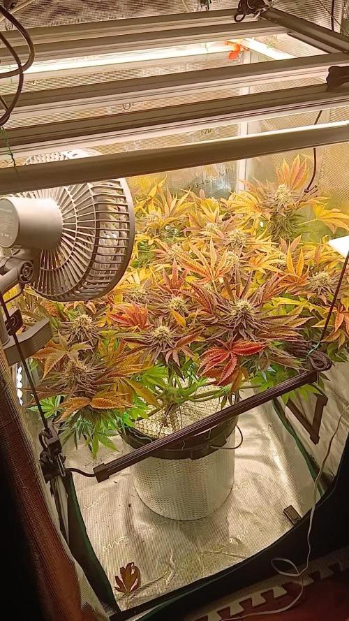 #10. Gorilla Runtz Seedsman