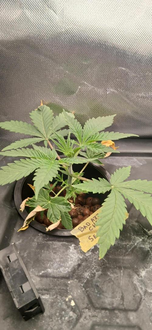 #12Cheese Run. Week 3 - 4.11.25