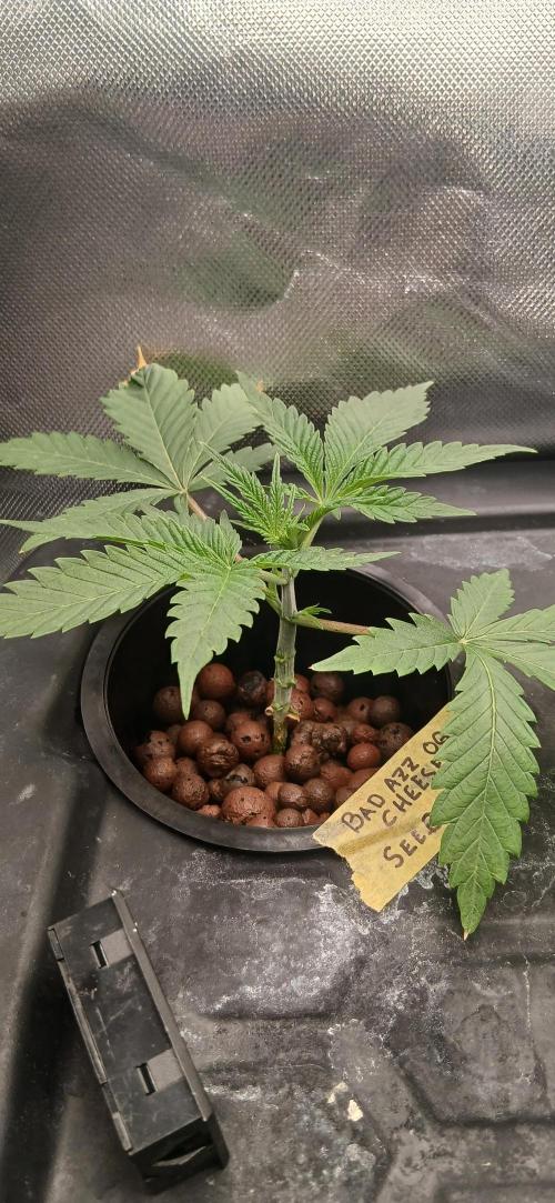 #12Cheese Run. Week 3 - 4.11.25