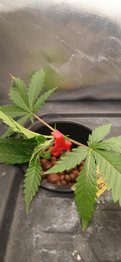 #12Cheese Run. Week 3 - 4.11.25