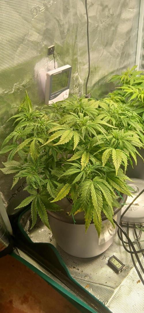 #11 Fast Buds Run#2. Week 7