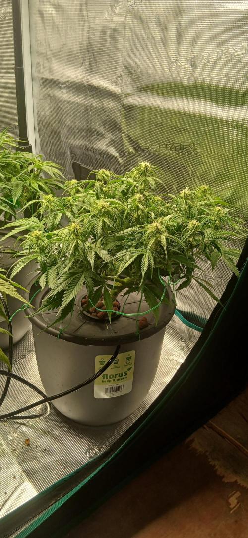 #11 Fast Buds Run#2. Week 7