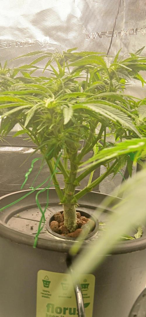 #11 Fast Buds Run#2. Week 7