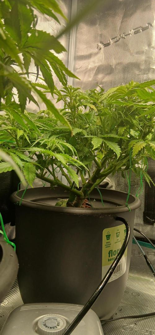 #11 Fast Buds Run#2. Week 7