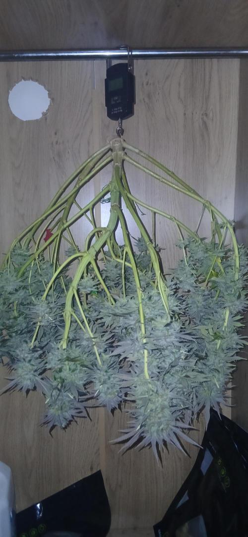 #10. Gorilla Runtz Seedsman. Week 15