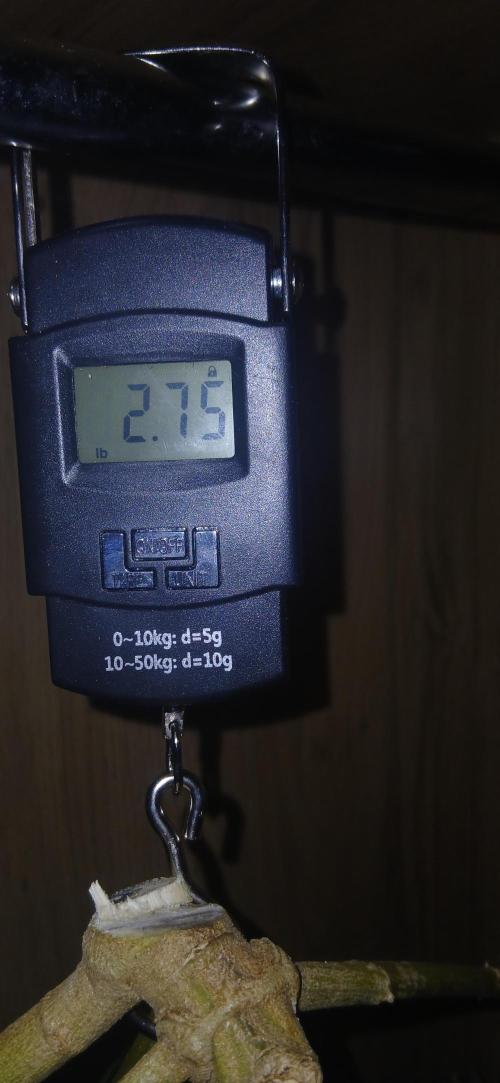 #10. Gorilla Runtz Seedsman. Week 15