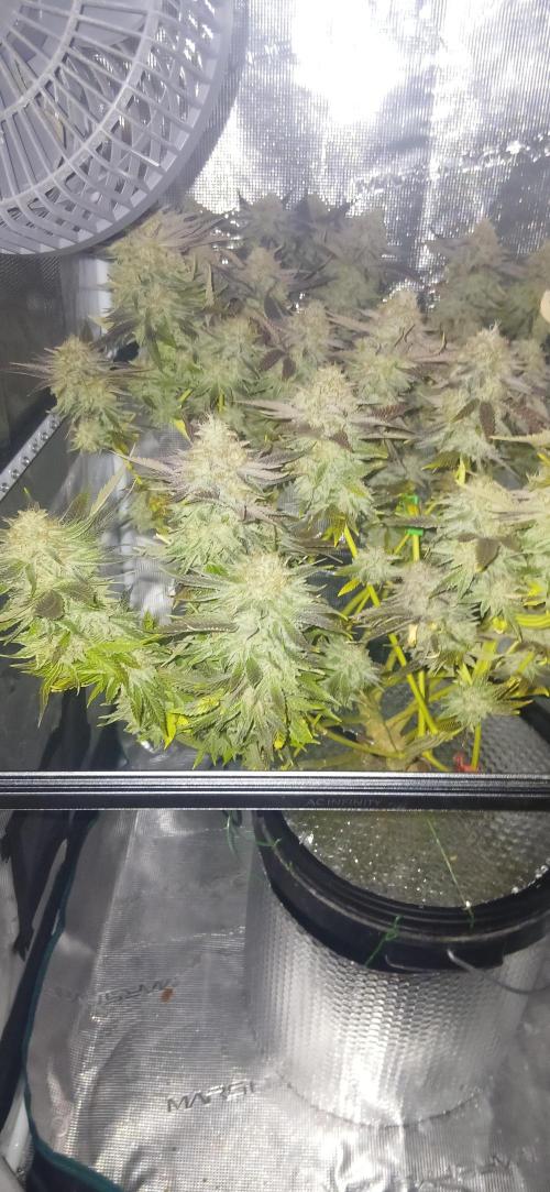 #10. Gorilla Runtz Seedsman. Week 15