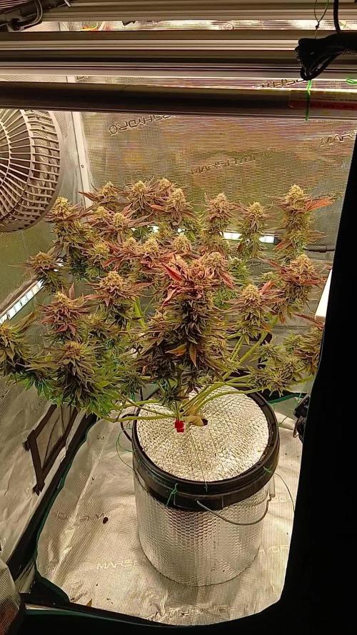 #10. Gorilla Runtz Seedsman