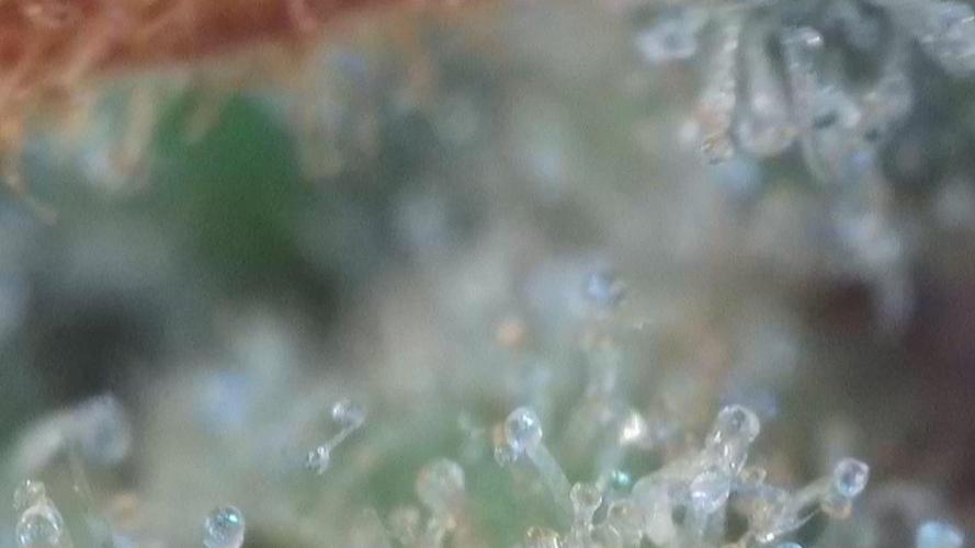 #10. Gorilla Runtz Seedsman. Week 15