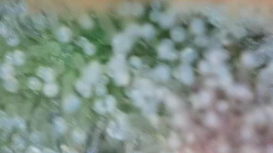 #10. Gorilla Runtz Seedsman. Week 15