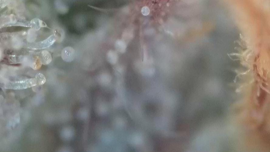 #10. Gorilla Runtz Seedsman. Week 15