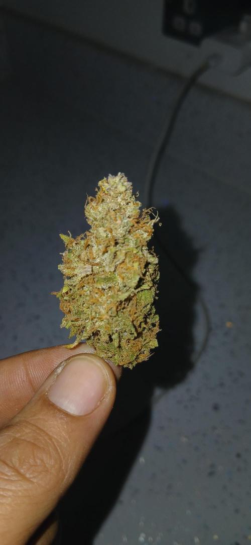 #6. Z-up Fast Buds ts600 DWC. Week 13