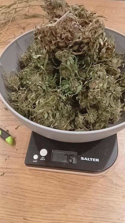 #6. Z-up Fast Buds ts600 DWC