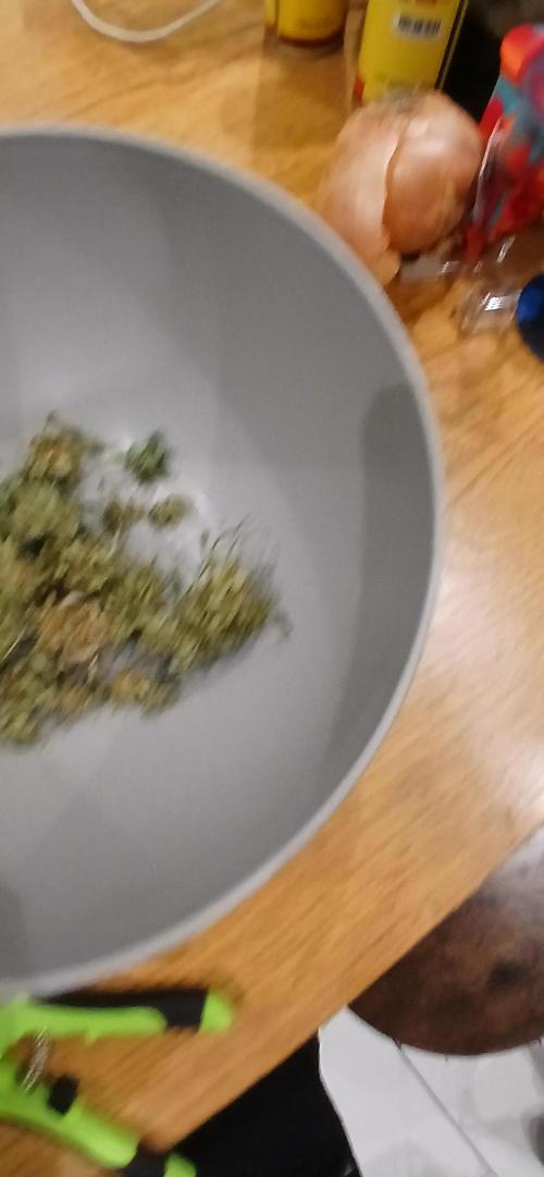 #6. Z-up Fast Buds ts600 DWC. Week 13