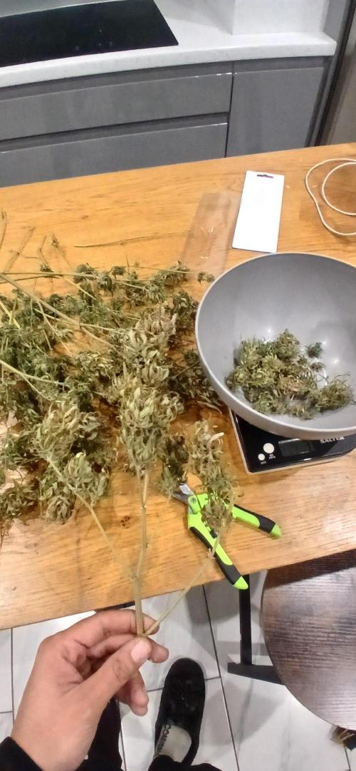 #6. Z-up Fast Buds ts600 DWC. Week 13