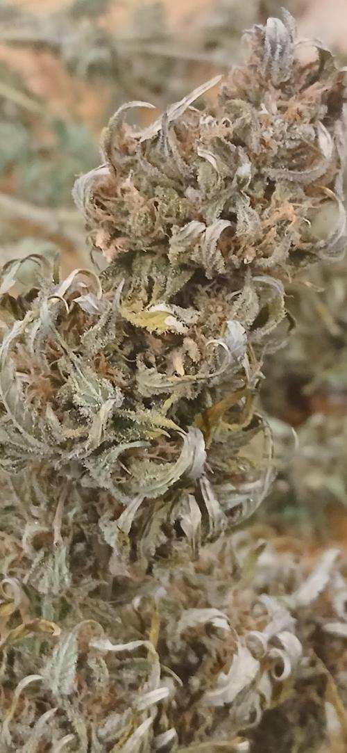 #6. Z-up Fast Buds ts600 DWC. Week 13