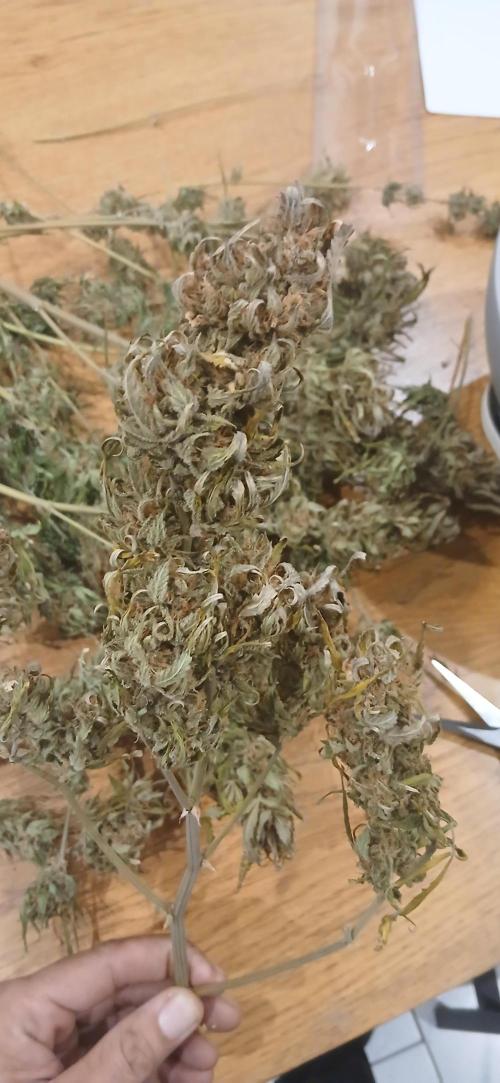 #6. Z-up Fast Buds ts600 DWC. Week 13