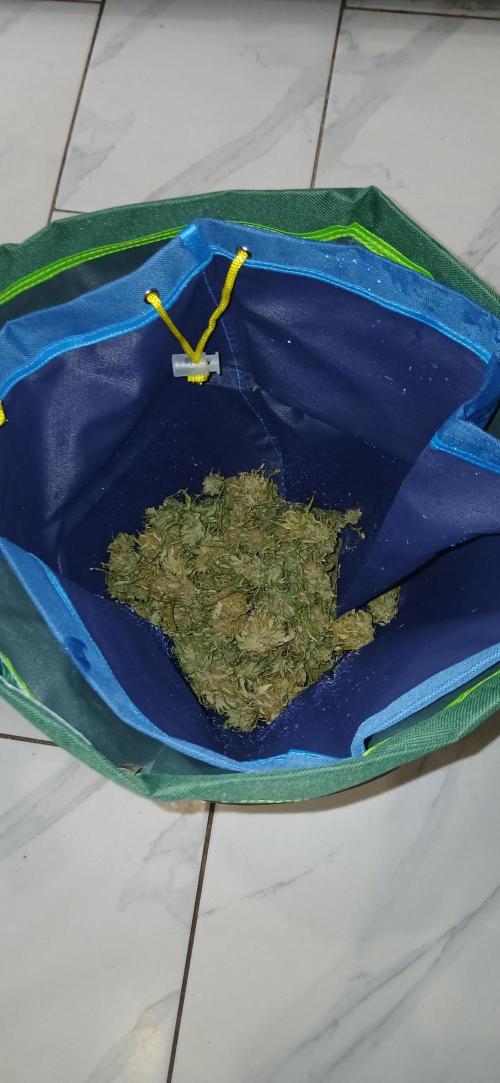 #6. Z-up Fast Buds ts600 DWC. Week 13