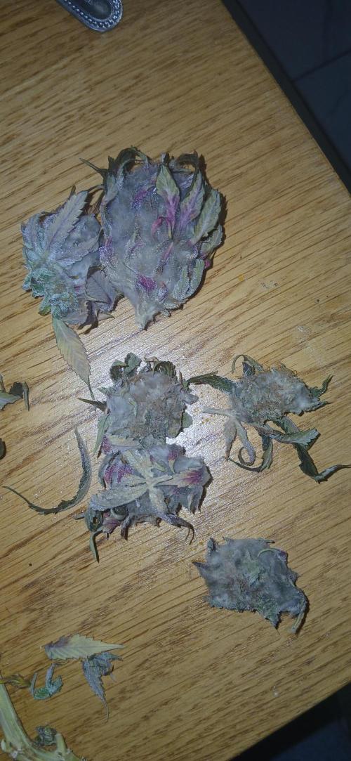 #10. Gorilla Runtz Seedsman. Week 16