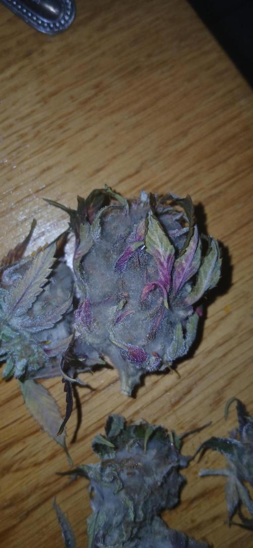 #10. Gorilla Runtz Seedsman. Week 16