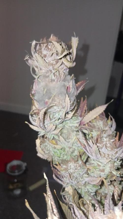 #10. Gorilla Runtz Seedsman