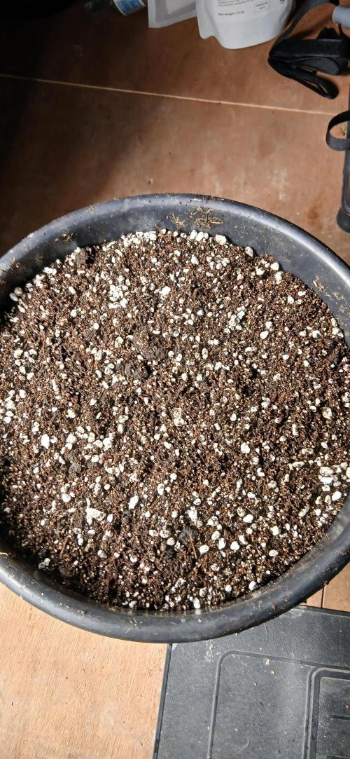 #12Cheese Run. Week 10