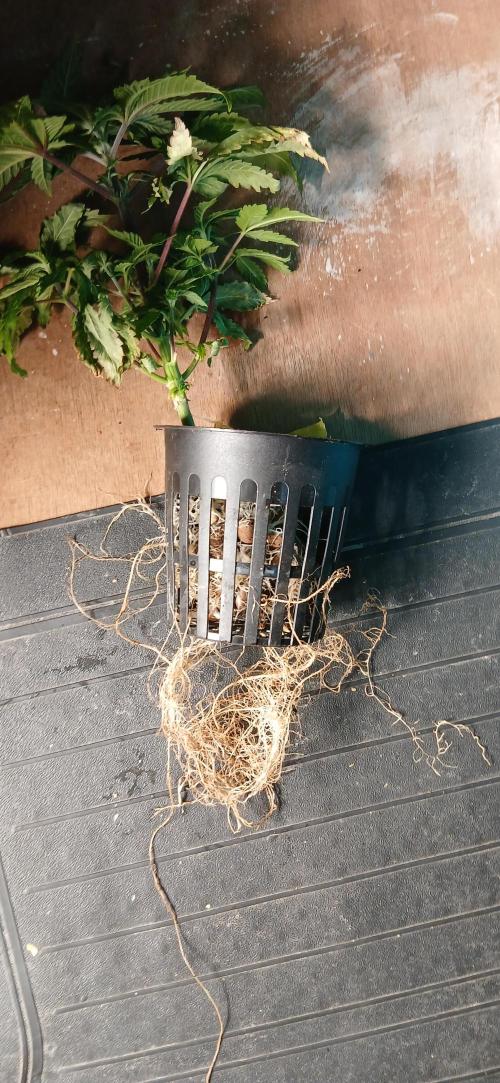 #12Cheese Run. Week 10