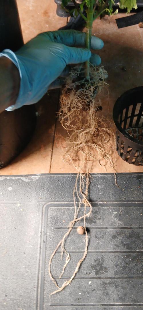 #12Cheese Run. Week 10