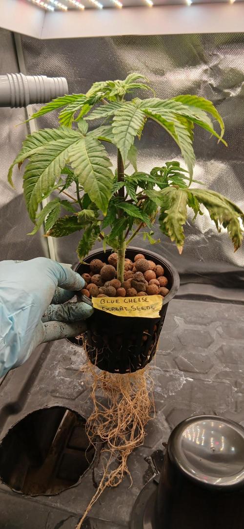 #12Cheese Run. Week 10