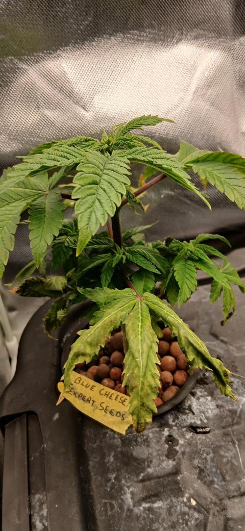 #12Cheese Run. Week 10