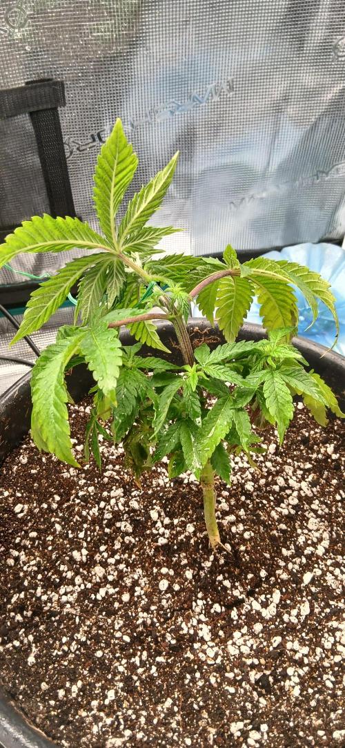 #12Cheese Run. Week 10