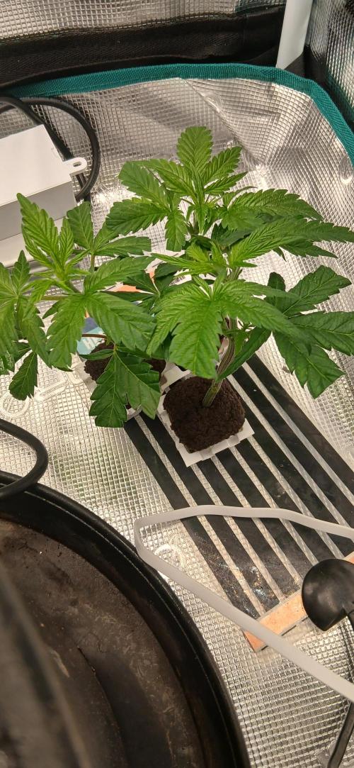 #12Cheese Run. Week 10 - Bud buddy cheese clones from lower branches 12.11.25 day1...day 64 entire run