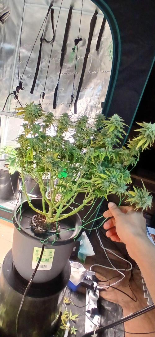 #11 Fast Buds Run#2. Week 11