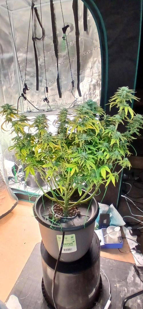 #11 Fast Buds Run#2. Week 11 - ⁹